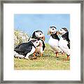 Puffin Pow-wow Framed Print