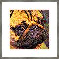 Pug 20130126v1 Framed Print