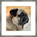 Pug Dog Framed Print