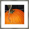 Pumpkin Framed Print