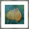 Pumpkin Framed Print