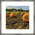 Pumpkins Picking Framed Print