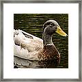 Punaluu Beach Duck Framed Print