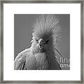 Punk Rocker Framed Print