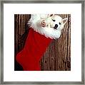 Puppy In Christmas Stocking Framed Print