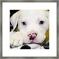 Puppy Pose With 4 Spots On Nose Framed Print