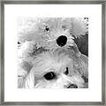 Puppy Puppy Framed Print