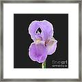 Purple Iris #1 Framed Print