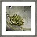 Pureness In White Framed Print