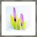 Purple Abstract Framed Print