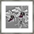 Purple And Pale Green Orchids - Black And White Framed Print