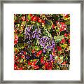 Purple And Reds Framed Print