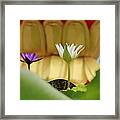 Purple And White Blossom Framed Print