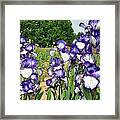 Purple And White Iris Framed Print