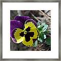 Purple And Yellow Pansy Framed Print
