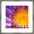 Purple And Yellow Water Lily Close Up Framed Print