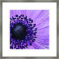 Purple Anemone Flower Framed Print