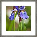 Purple Bearded Iris Framed Print