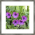 Purple By The Sea Framed Print