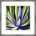 Purple Cactus Framed Print