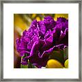 Purple Carnation Framed Print