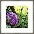 Purple Cauliflower Framed Print