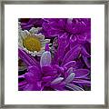 Purple Chrysanthemum With Daisy Framed Print