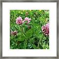 Purple Clover Wild Flower In Midwest United States Meadow Framed Print