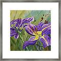 Purple Day Lily Framed Print