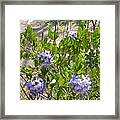 Purple Desert Flowers Framed Print
