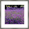 Purple Fields Framed Print