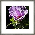 Purple Flower With Dark Background Framed Print