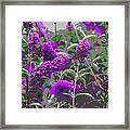 Purple Flowers Framed Print