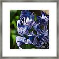 Purple Hyacinth Framed Print