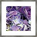 Purple Hydrangeas Framed Print