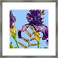 Purple Iris Framed Print