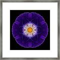Purple Iris Ii Flower Mandala Framed Print
