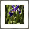 Purple Iris Framed Print