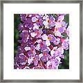 Purple Lilac Framed Print