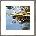 Purple Lillies Framed Print