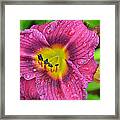 Purple Lily Framed Print
