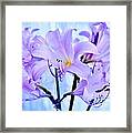 Purple Lily Bouquet Framed Print