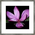 Purple Magnolia Framed Print