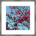 Purple Magnolias Framed Print