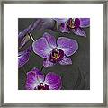 Purple Orchid Flower Framed Print