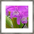 Purple Orchid Framed Print