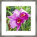 Purple Cattleya Orchids Framed Print