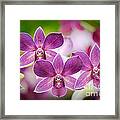 Purple Orchids Framed Print