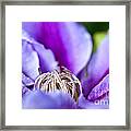 Purple Passion Framed Print