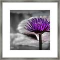 Purple Pond Lily Framed Print